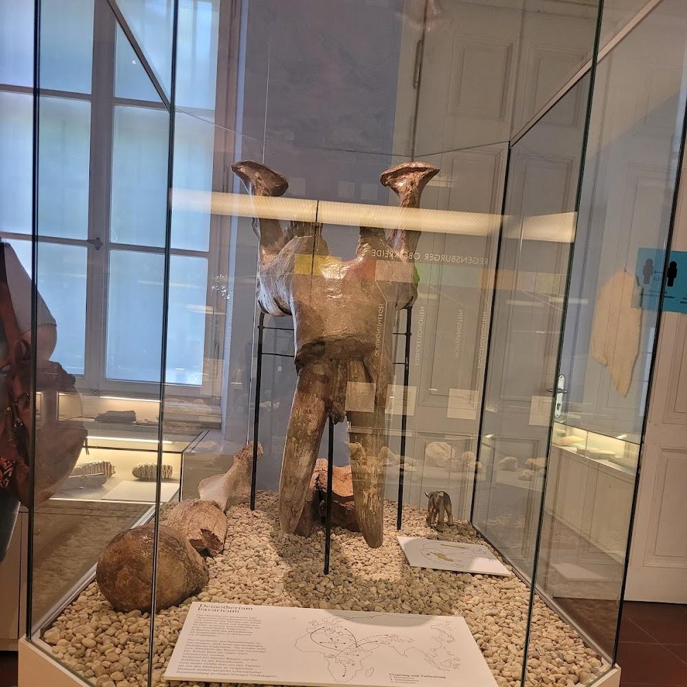 A fossilized mammoth skull in a glass case.